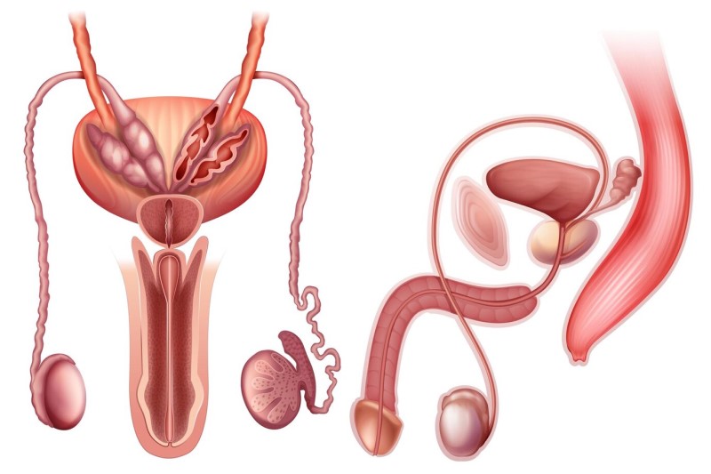 Dấu hiệu giãn tĩnh mạch thừng tinh
