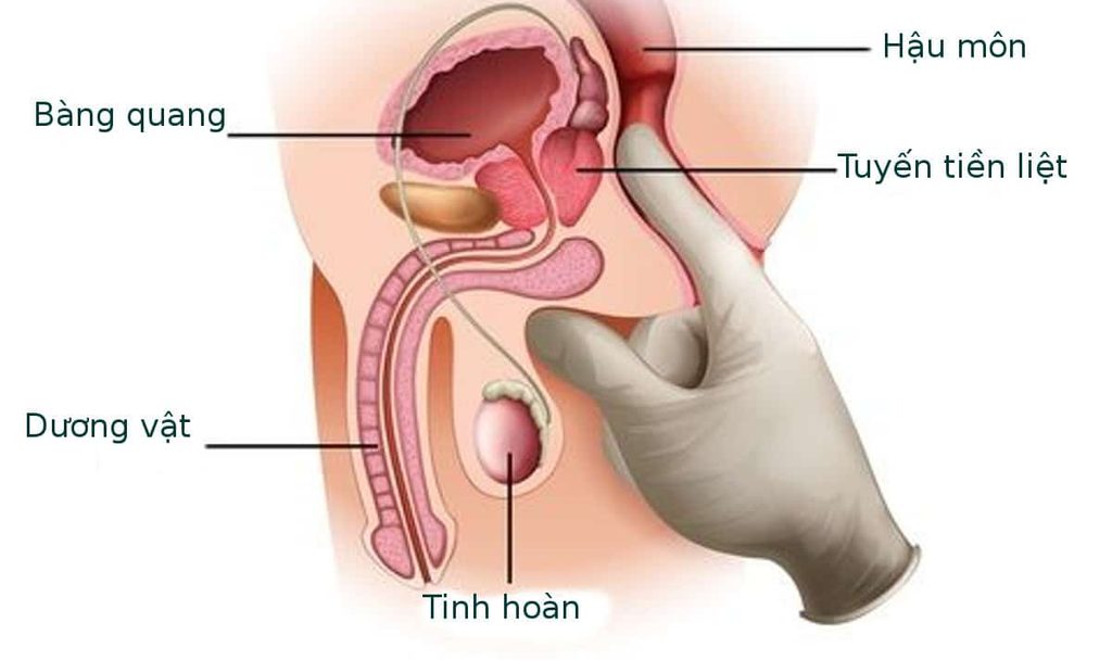 Điểm G của nam giới vùng nhạy cảm tạo ra khoái cảm cho nam
