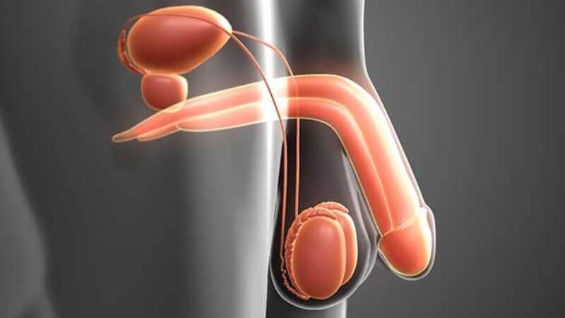 Tinh hoàn ẩn có thể dẫn đến nhiều tác hại cho nam giới 